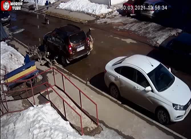 Video: A pack of dogs versus a cat